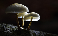 Porcelain fungus (Oudemansiella mucida)